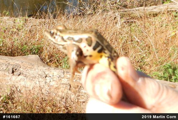 Pickerel Frog