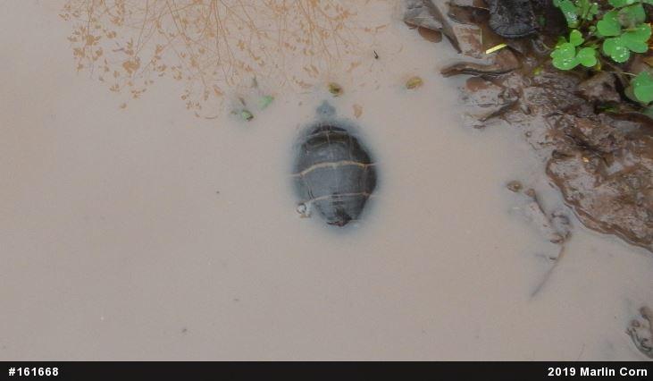 Eastern Painted Turtle