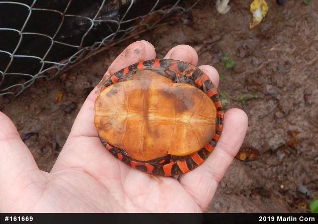 Painted Turtle