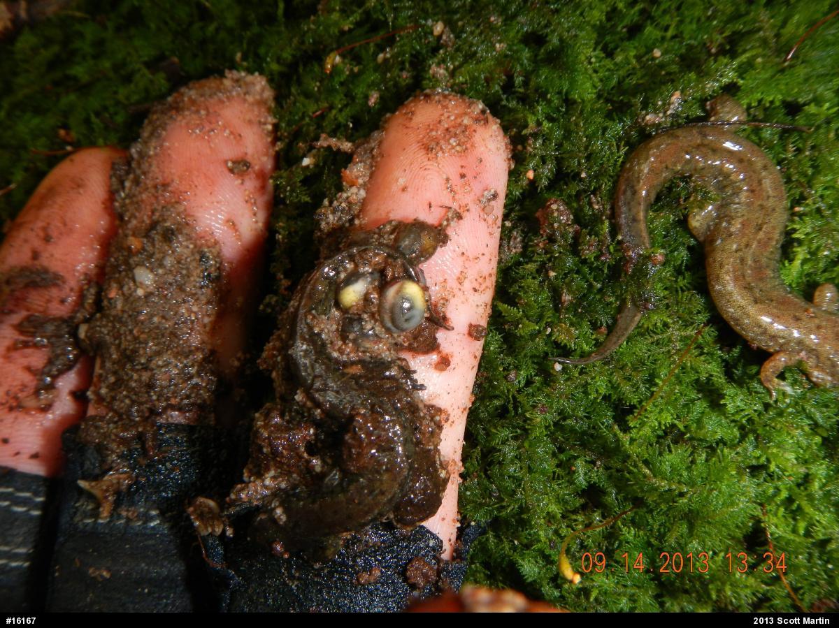 Northern Dusky Salamander