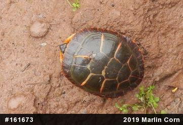 Painted Turtle