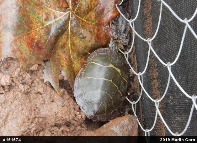 Eastern Painted Turtle