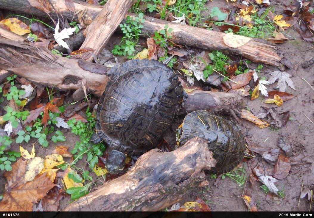 Red-eared Slider