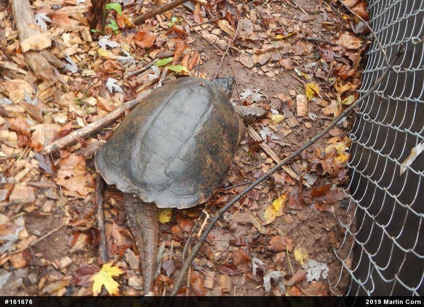 Snapping Turtle