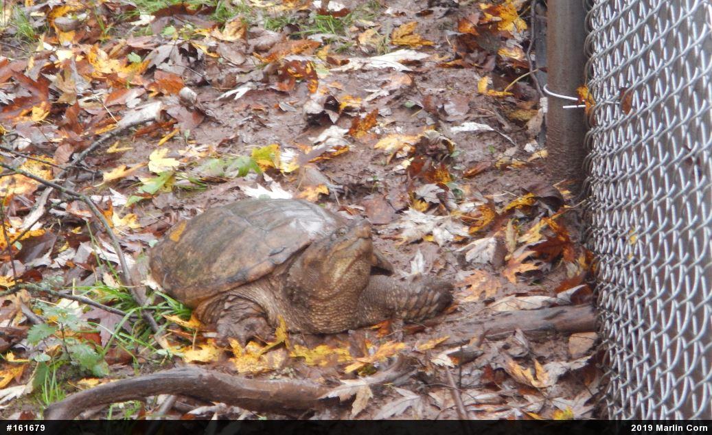 Snapping Turtle
