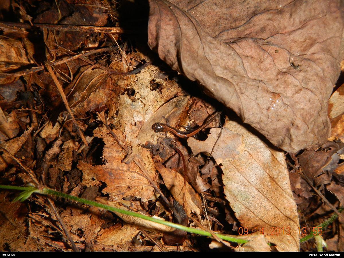 Eastern Red-backed  Salamander