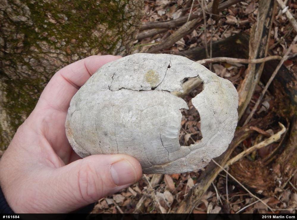 Eastern Box Turtle