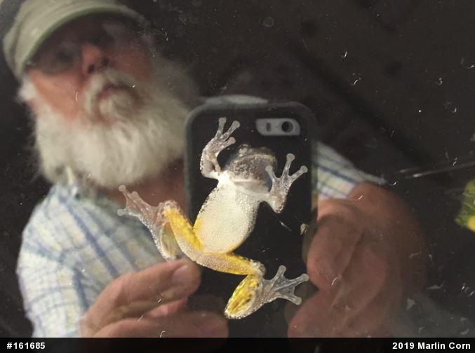 Unknown Gray Treefrog