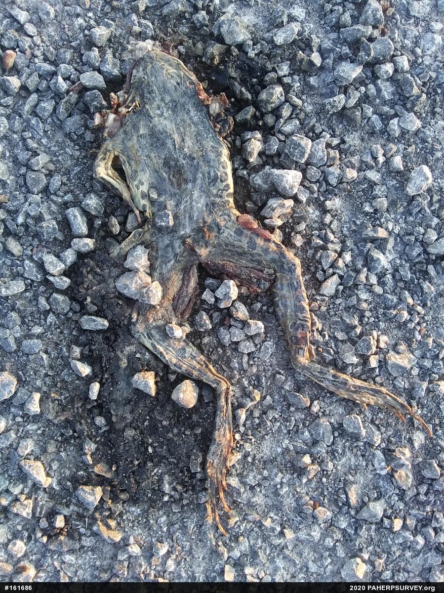 True Frogs
