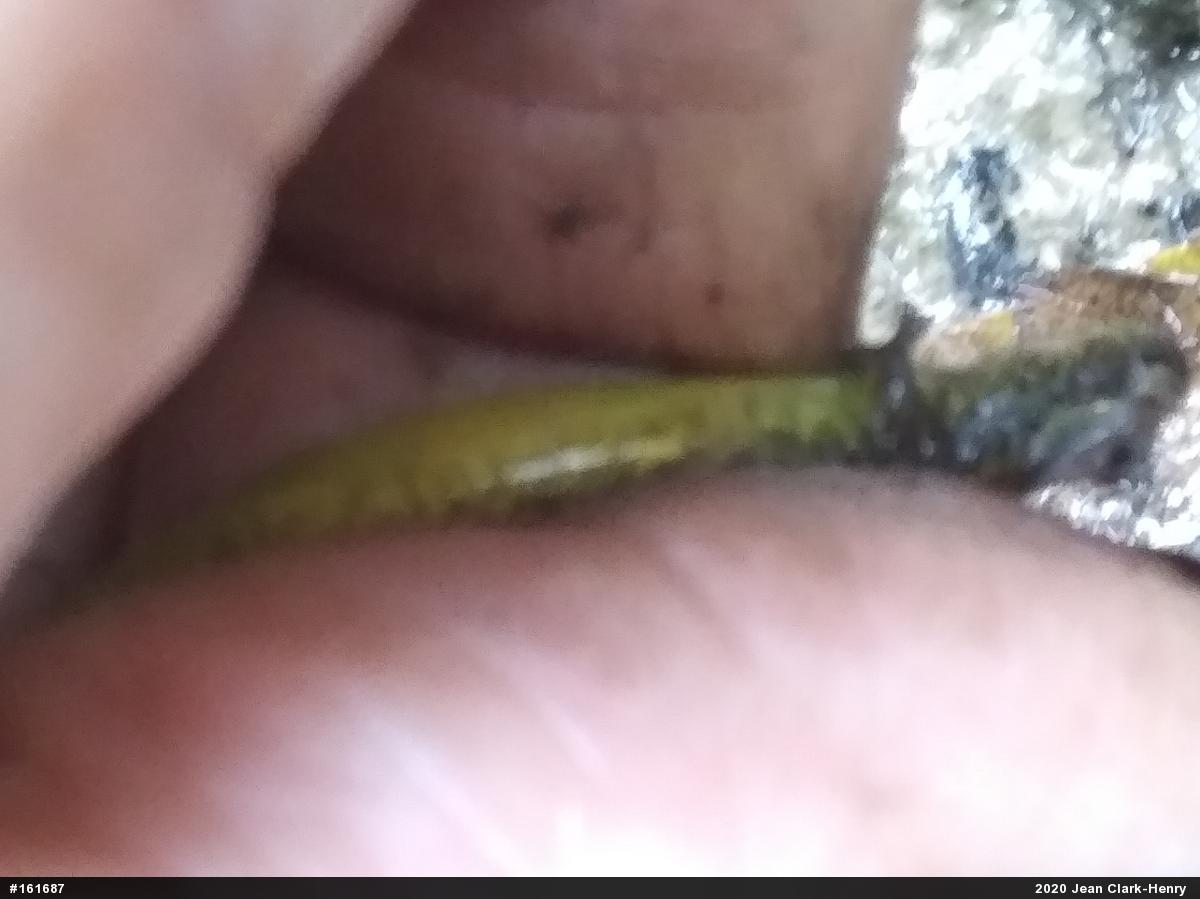 Northern Two-lined Salamander
