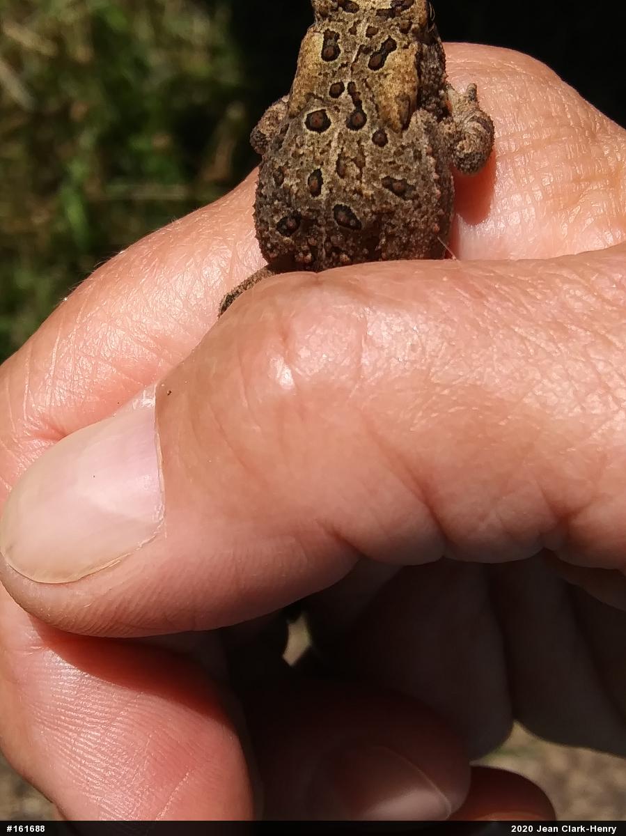 Eastern American Toad
