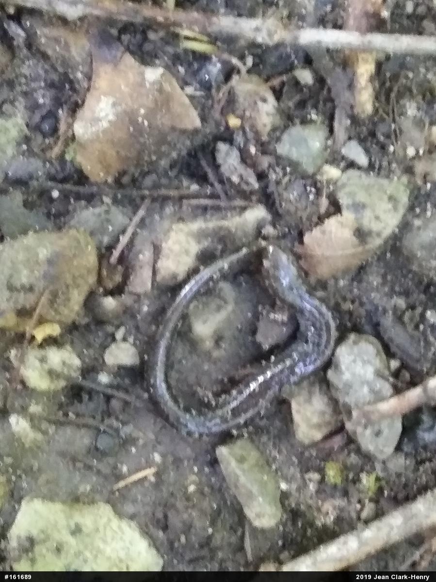 Eastern Red-backed  Salamander