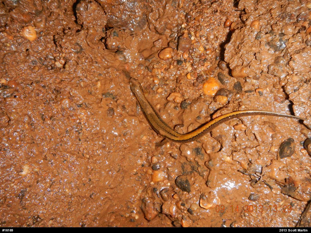 Northern Two-lined Salamander