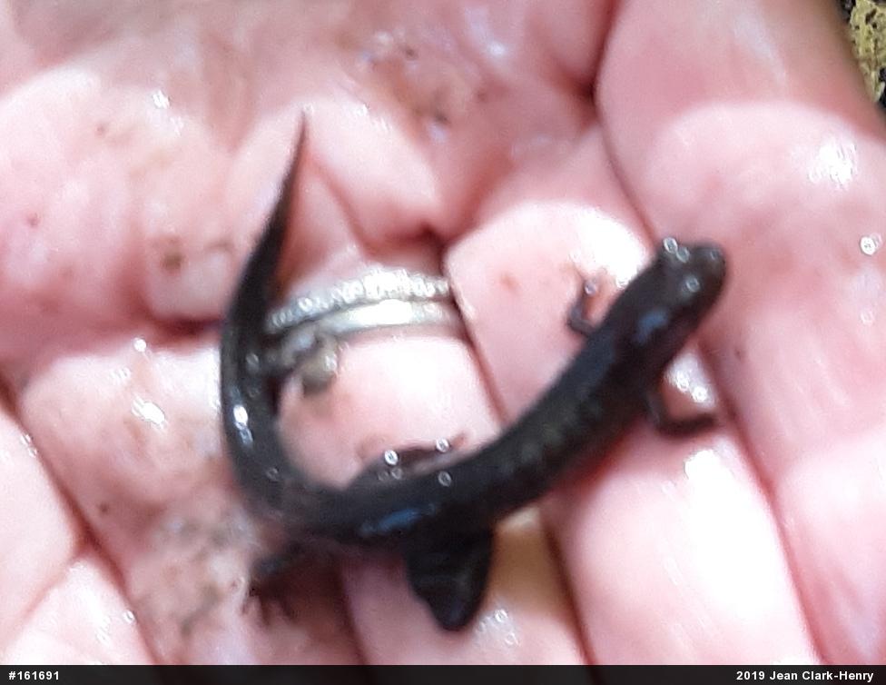 Northern Dusky Salamander
