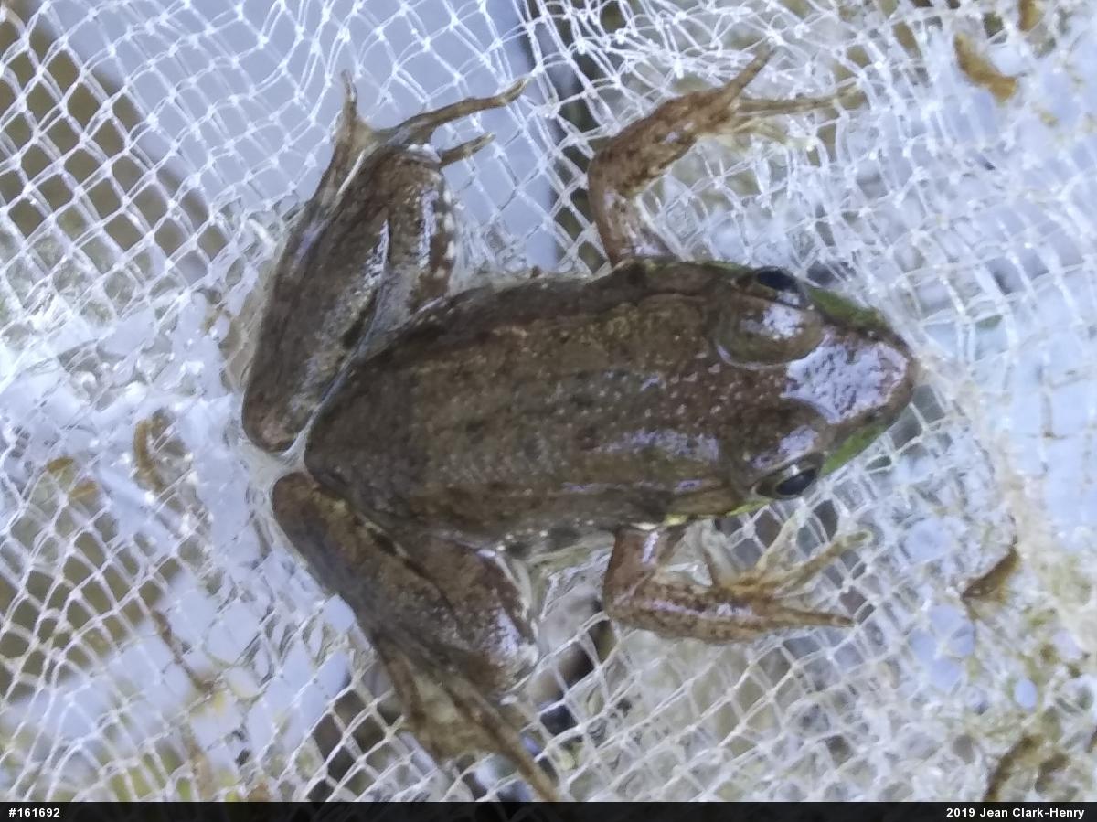 Green Frog