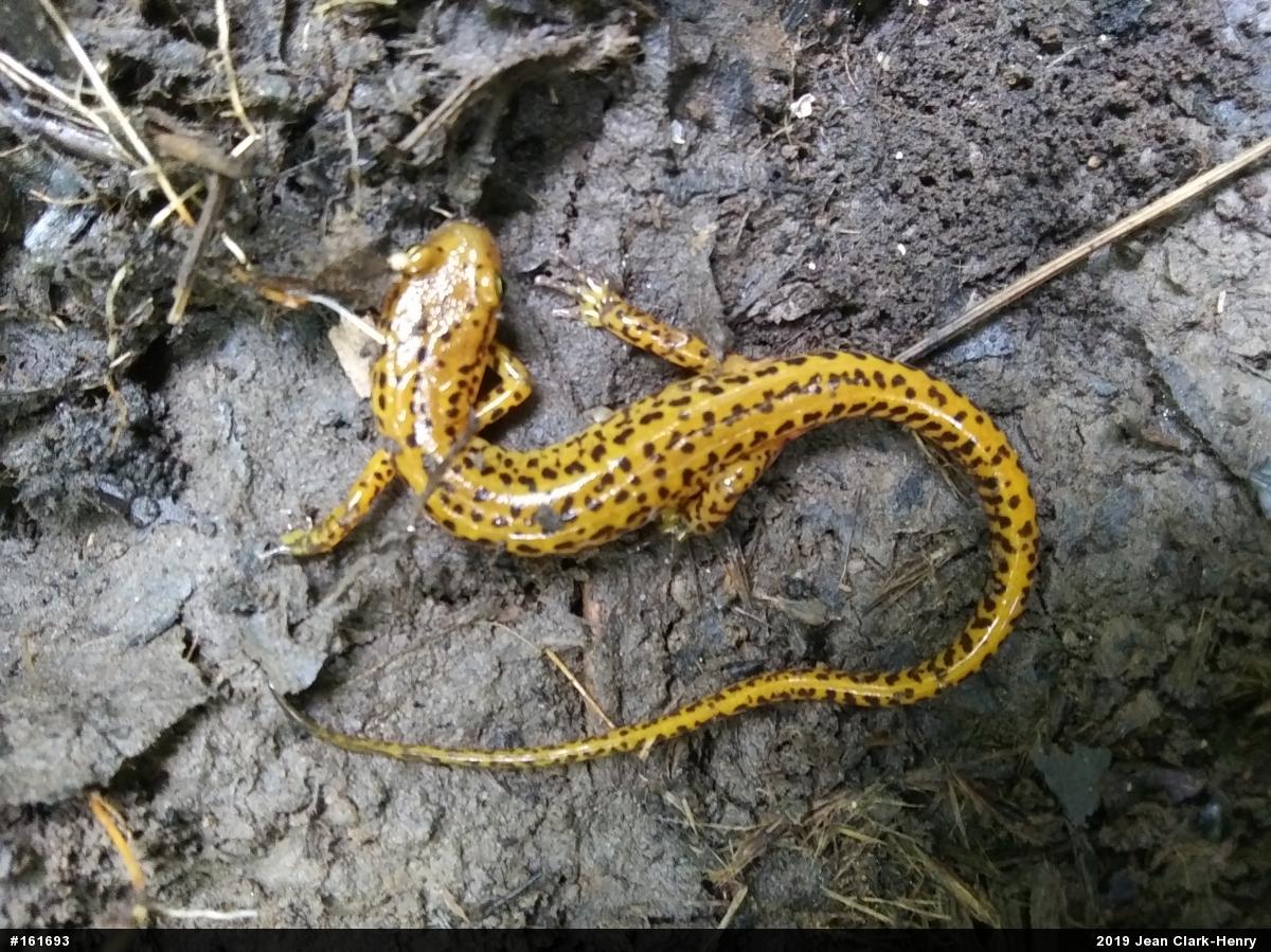 Eastern Long-tailed Salamander