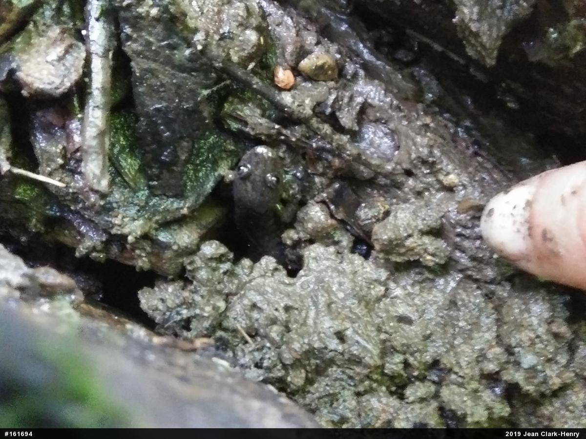 Northern Dusky Salamander
