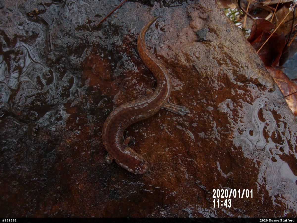 Northern Spring Salamander