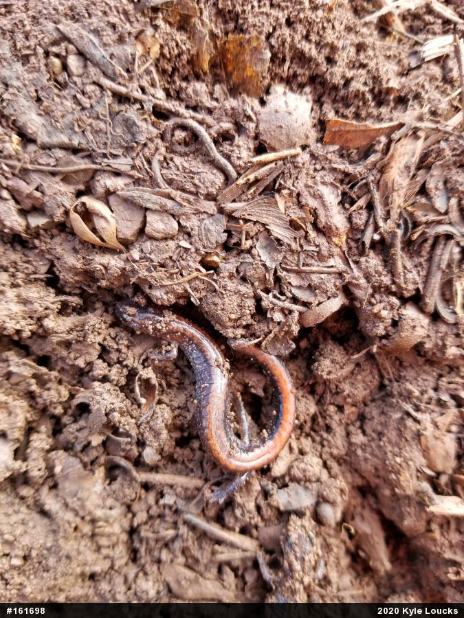 Eastern Red-backed  Salamander