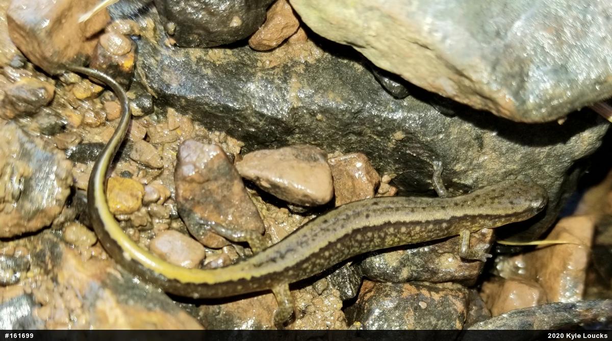 Northern Two-lined Salamander