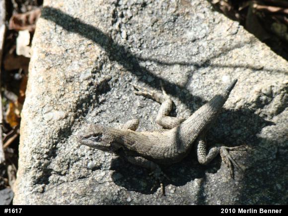 Eastern Fence Lizard