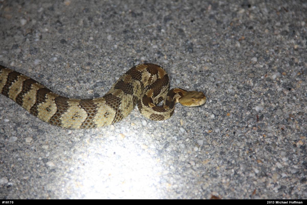 Timber Rattlesnake