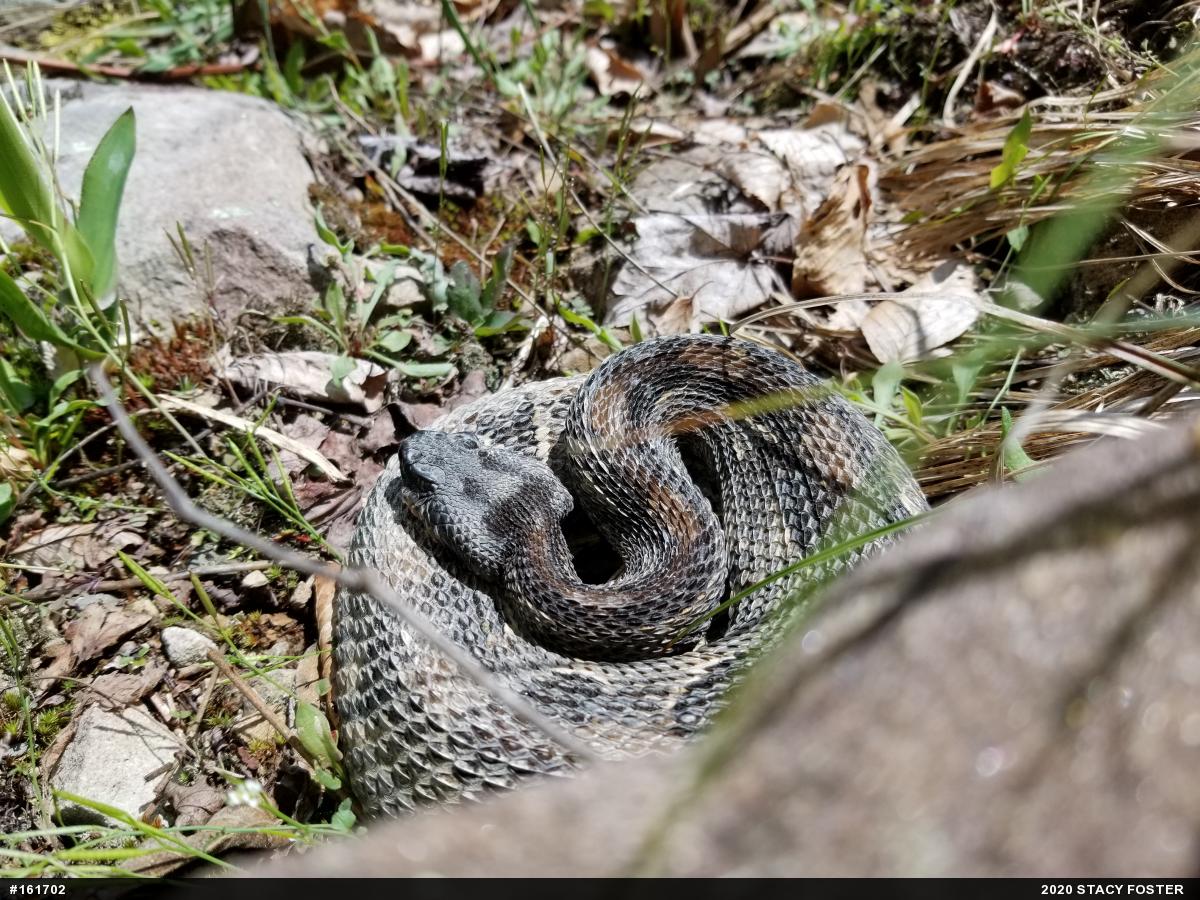Timber Rattlesnake