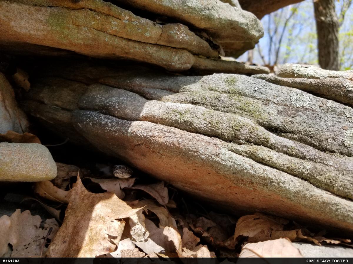 Timber Rattlesnake