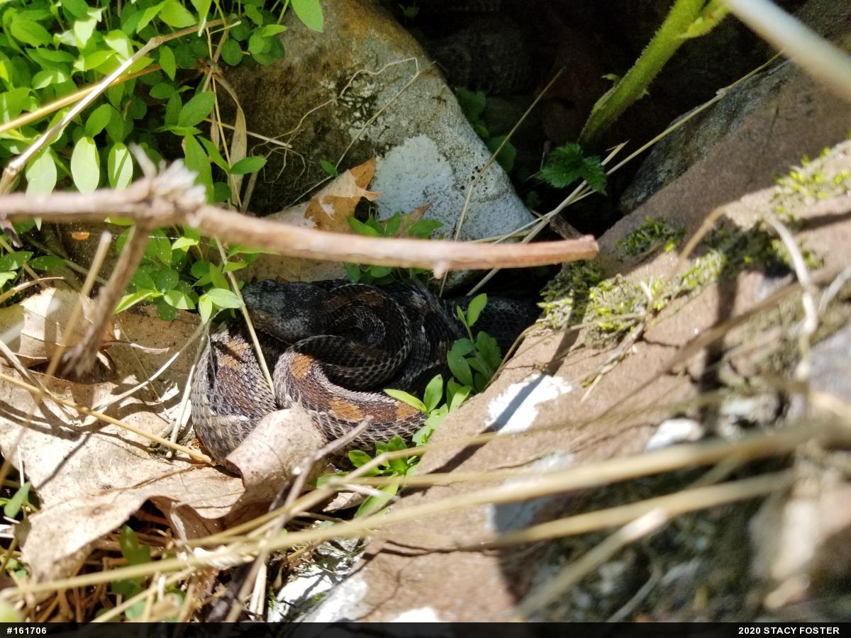 Timber Rattlesnake