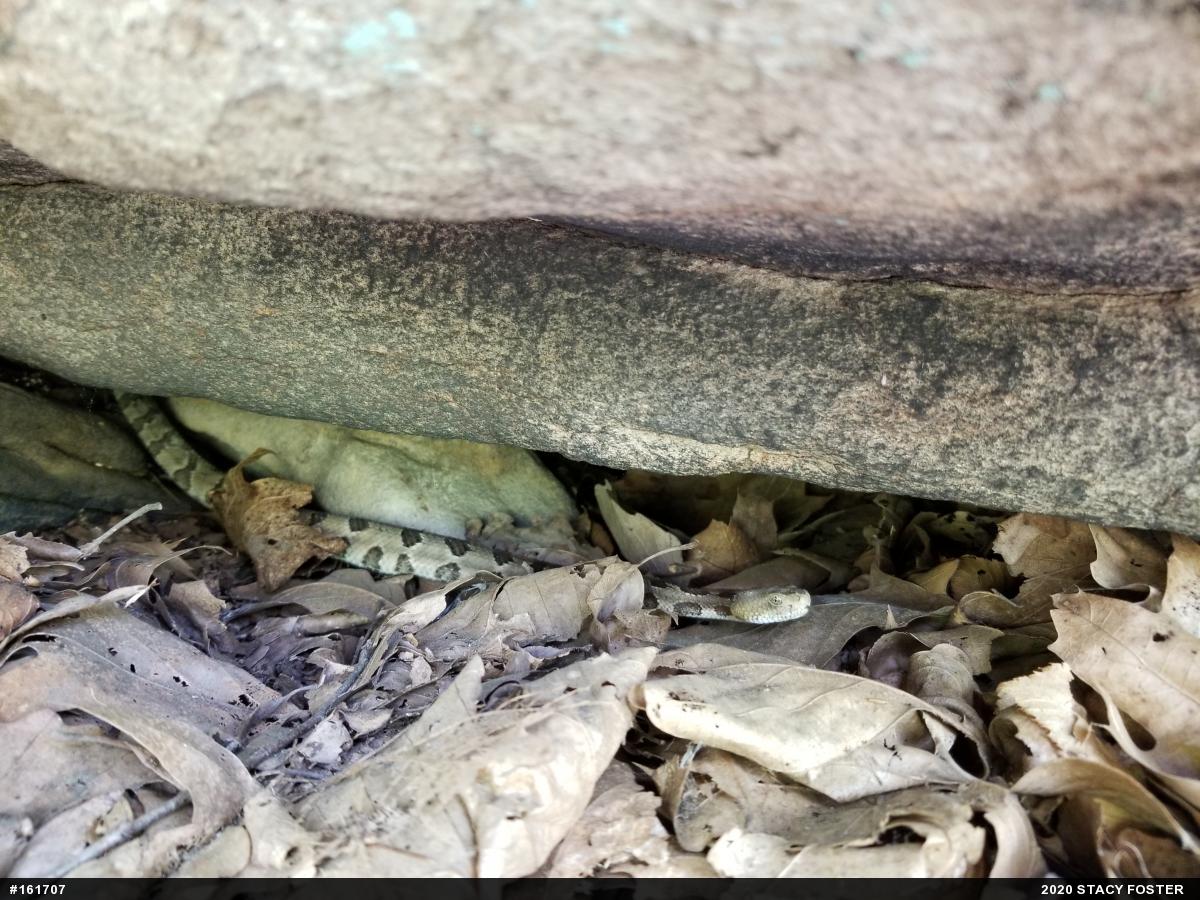 Timber Rattlesnake