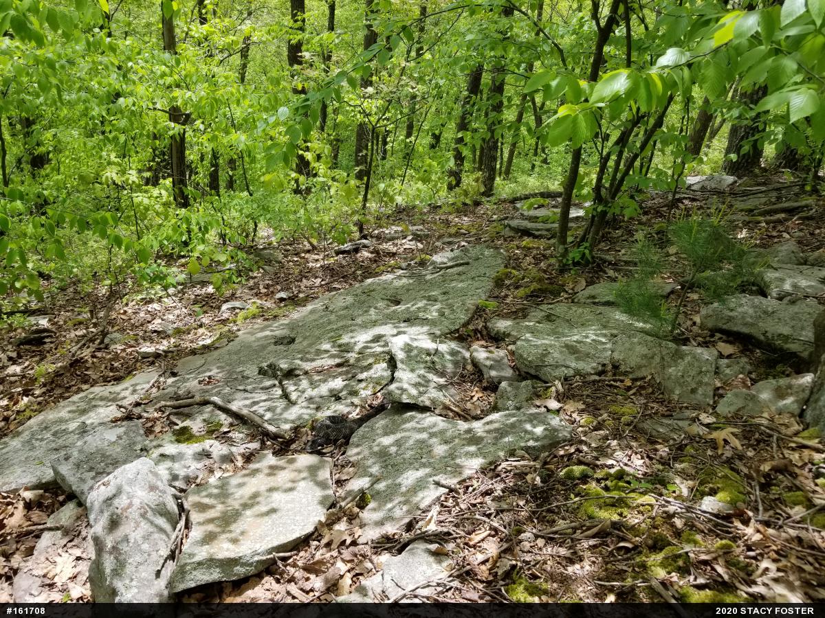 Timber Rattlesnake