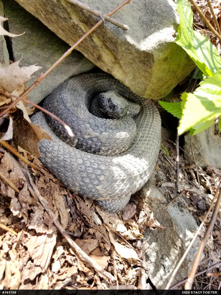 Timber Rattlesnake