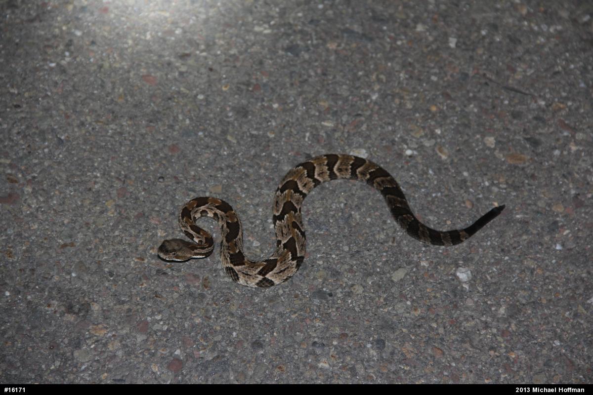 Timber Rattlesnake