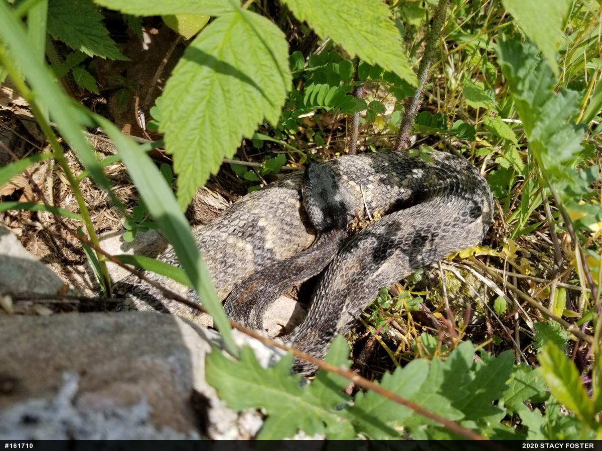 Timber Rattlesnake