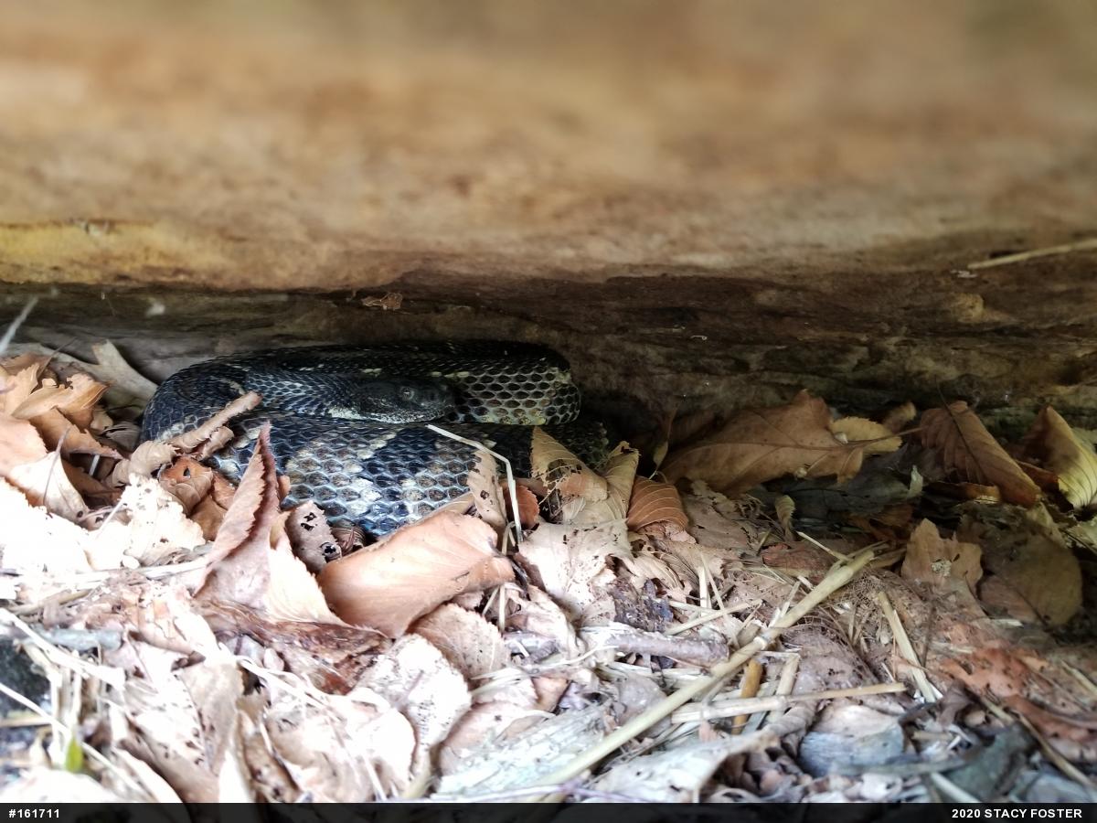 Timber Rattlesnake