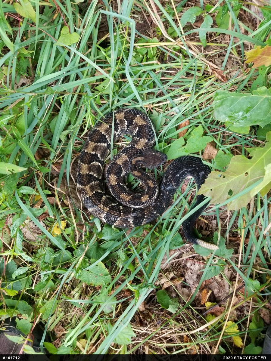 Timber Rattlesnake