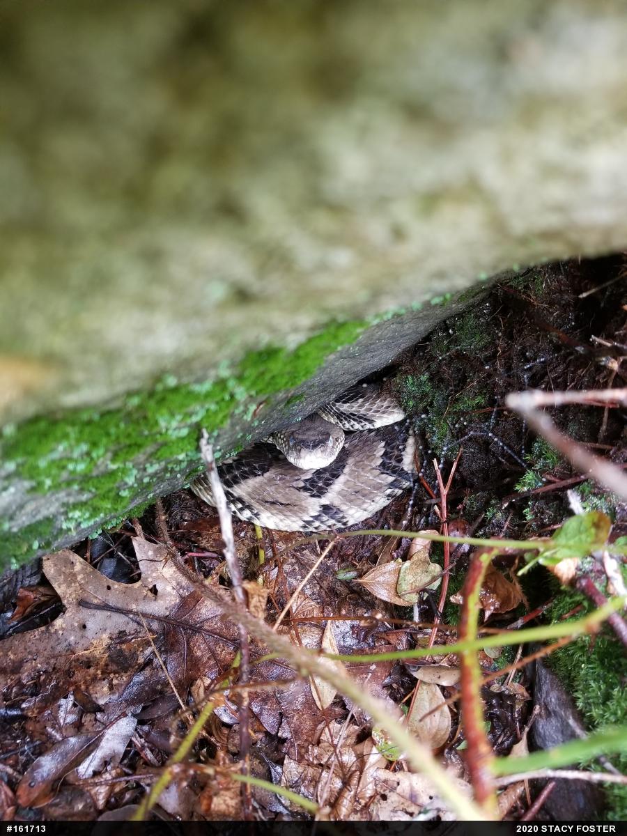 Timber Rattlesnake