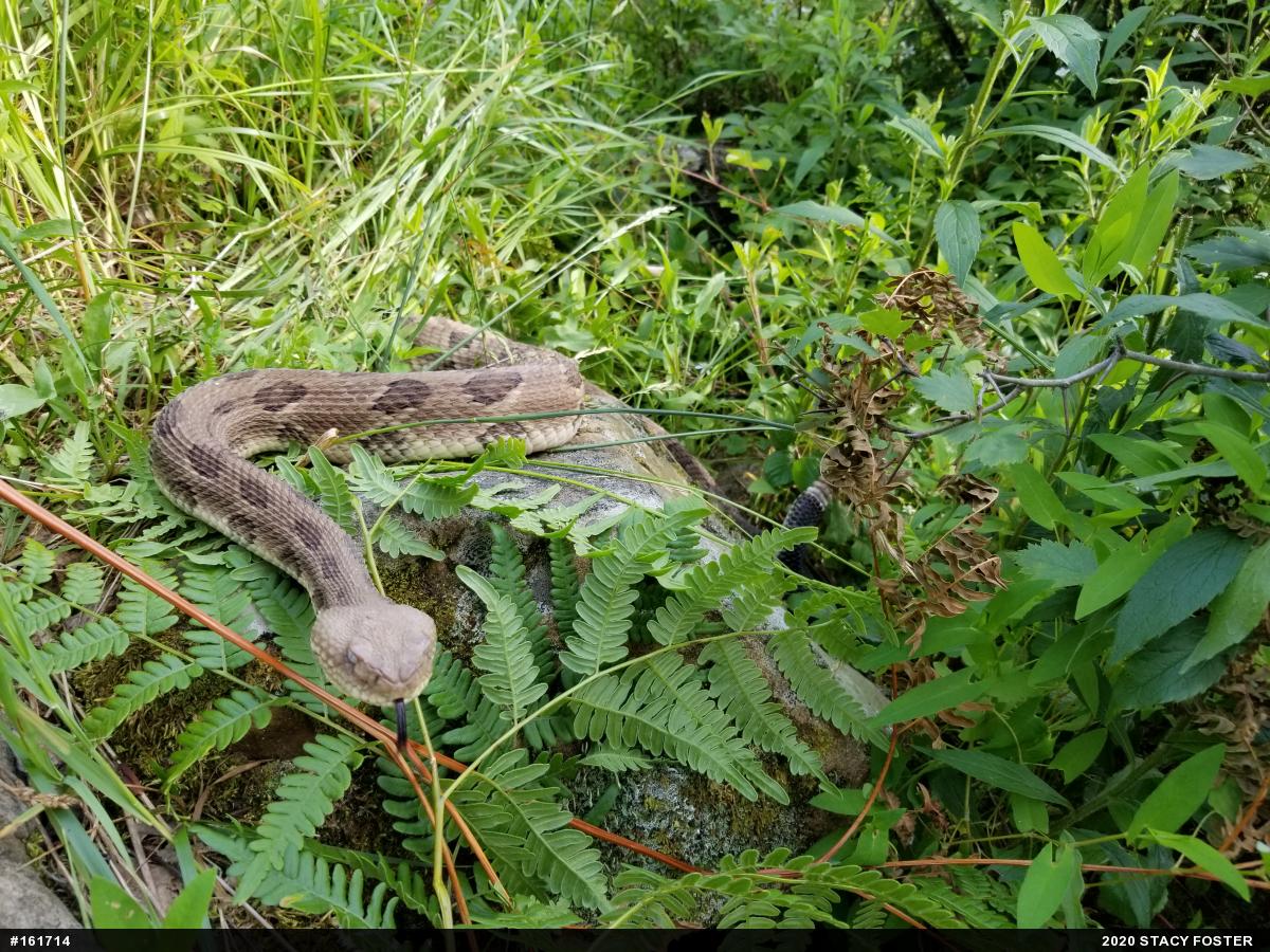 Timber Rattlesnake