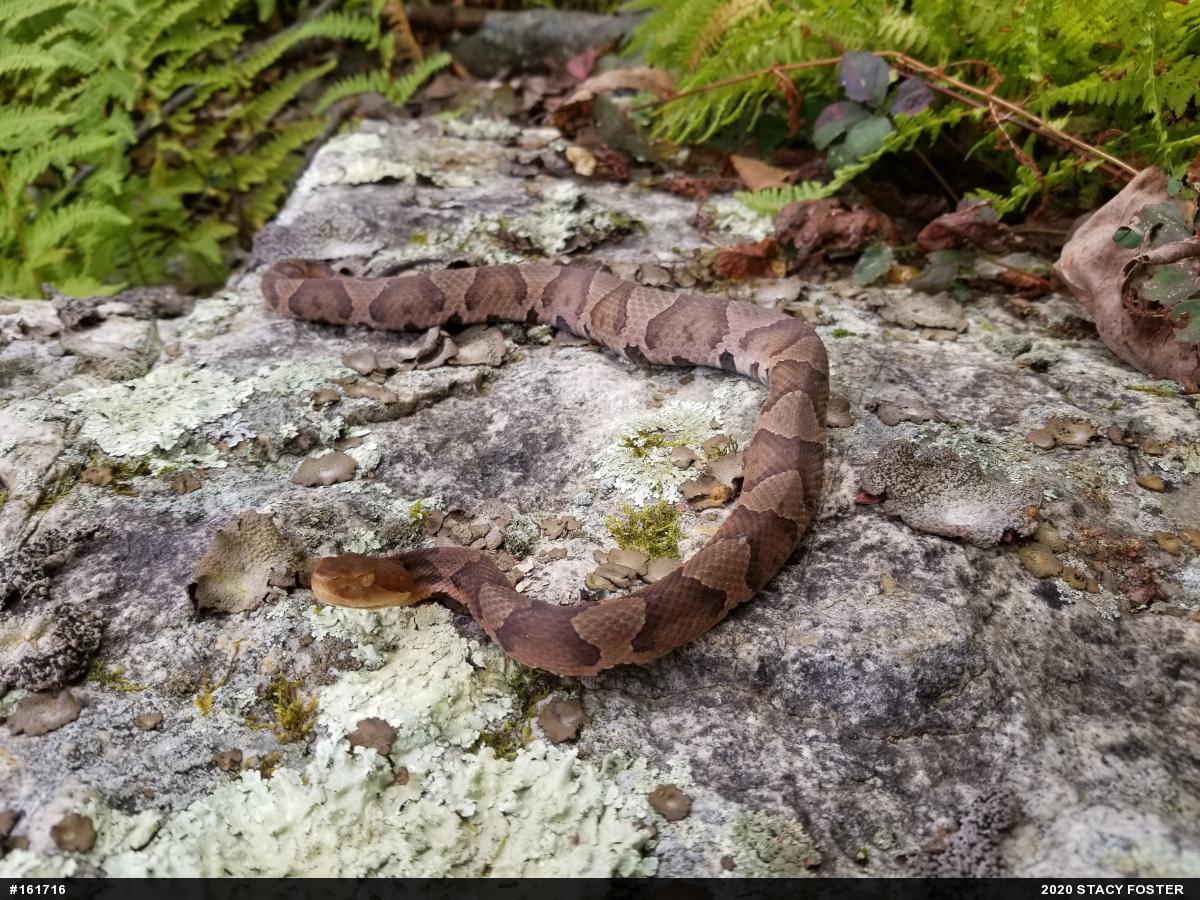 Northern Copperhead