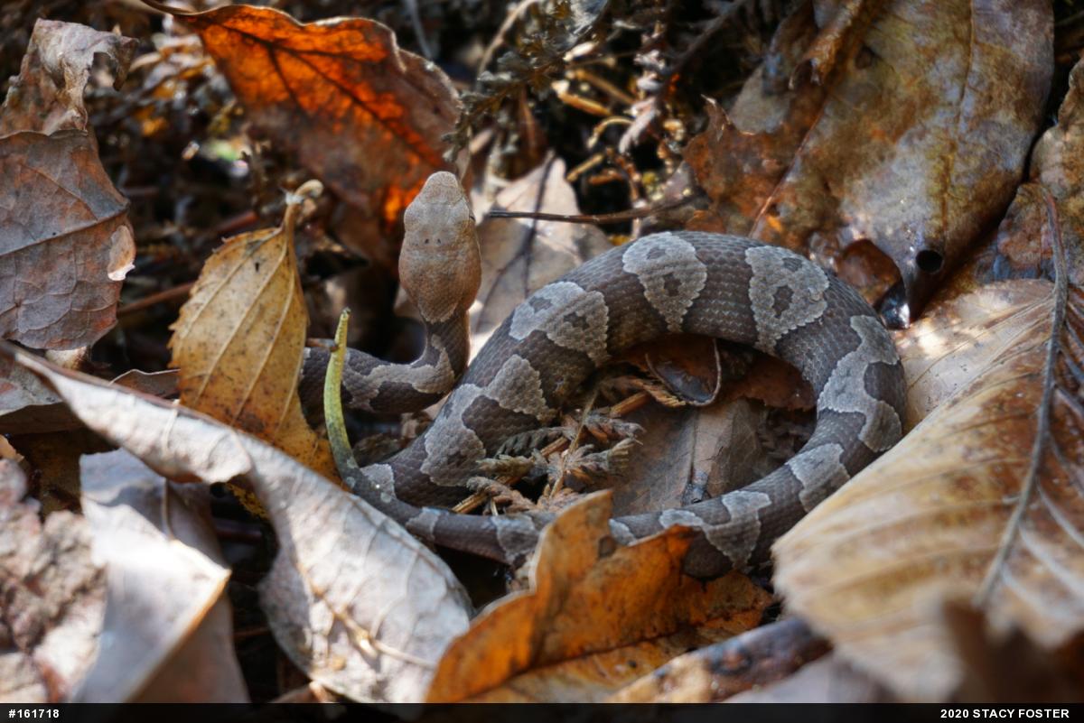 Northern Copperhead