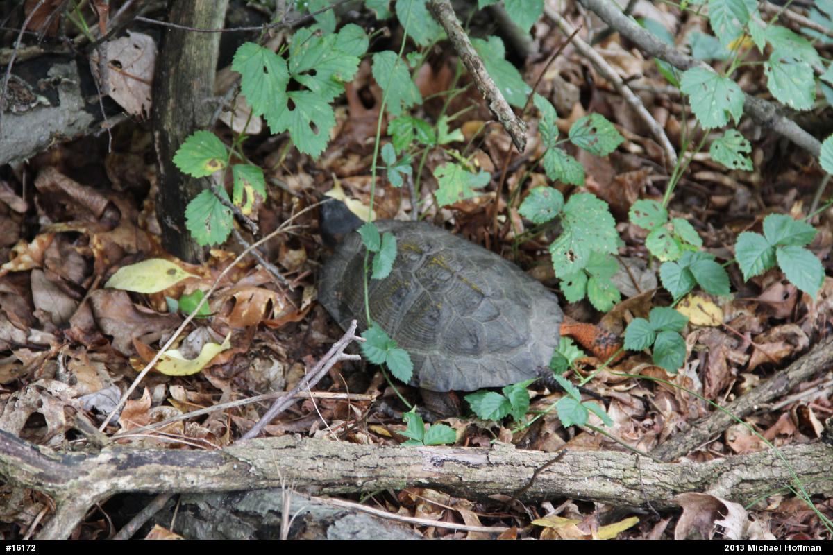 Wood Turtle