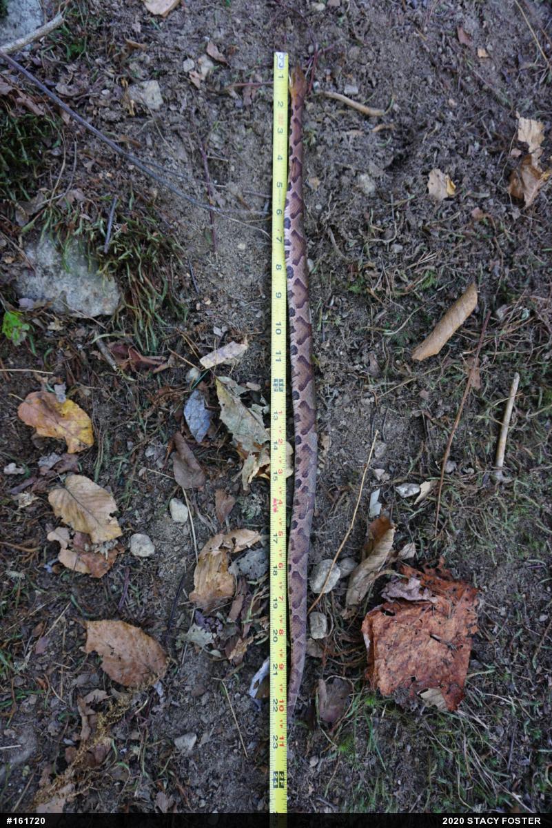 Northern Copperhead