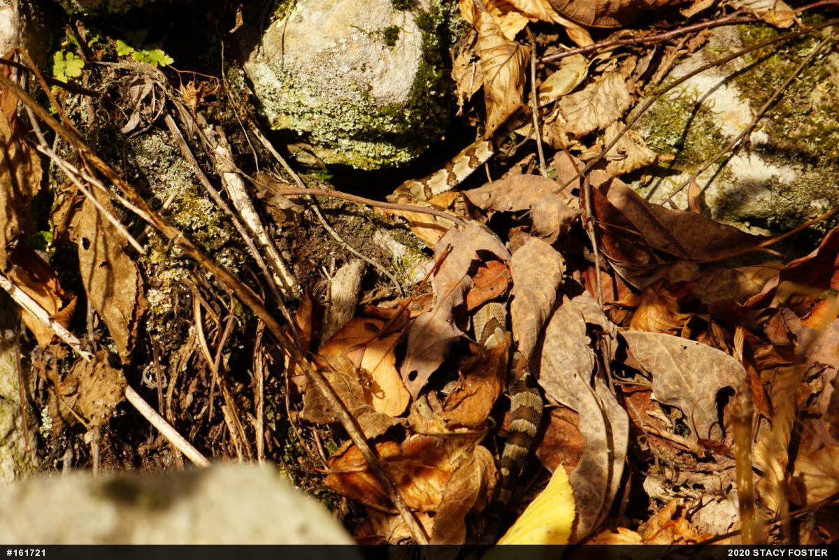 Timber Rattlesnake