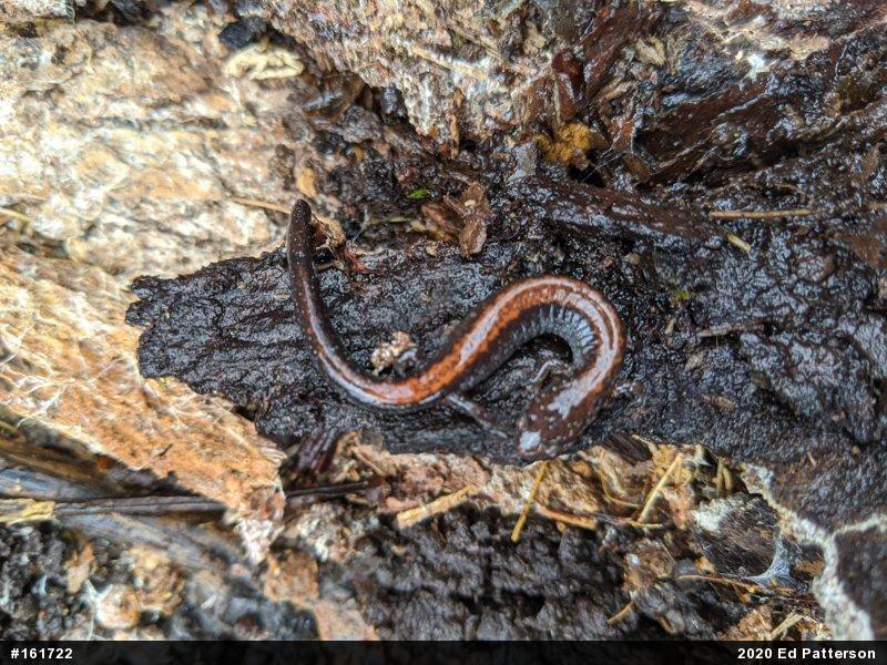 Eastern Red-backed  Salamander