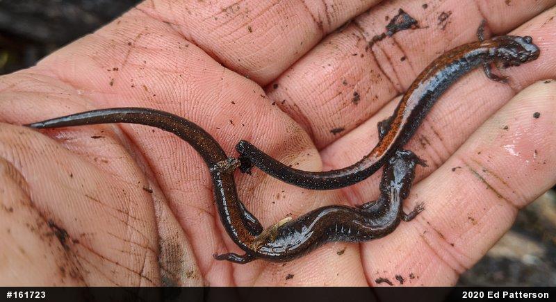Eastern Red-backed  Salamander