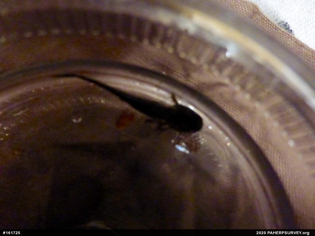 Mole Salamanders