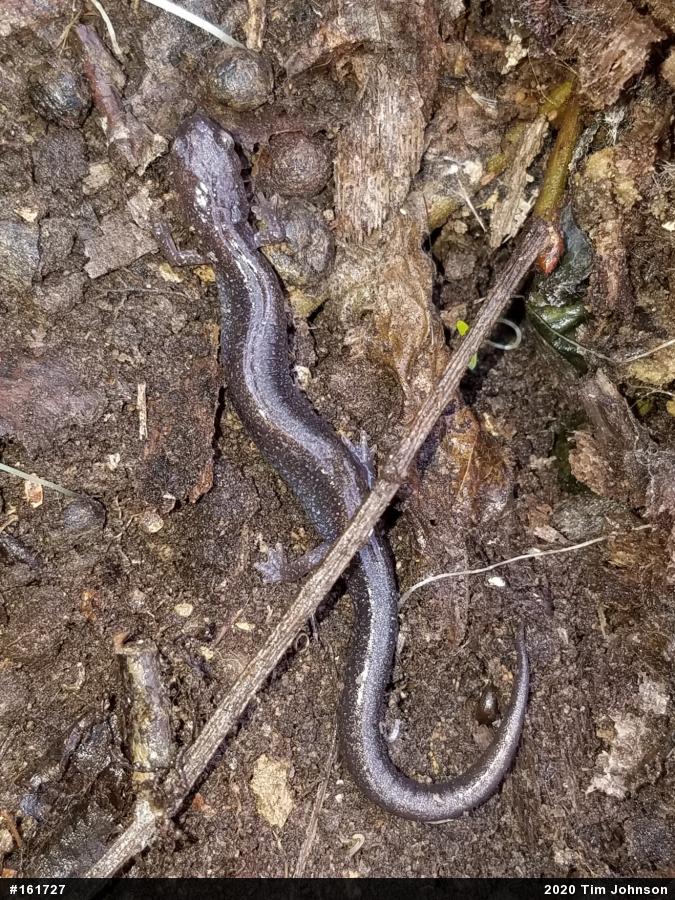 Eastern Red-backed  Salamander