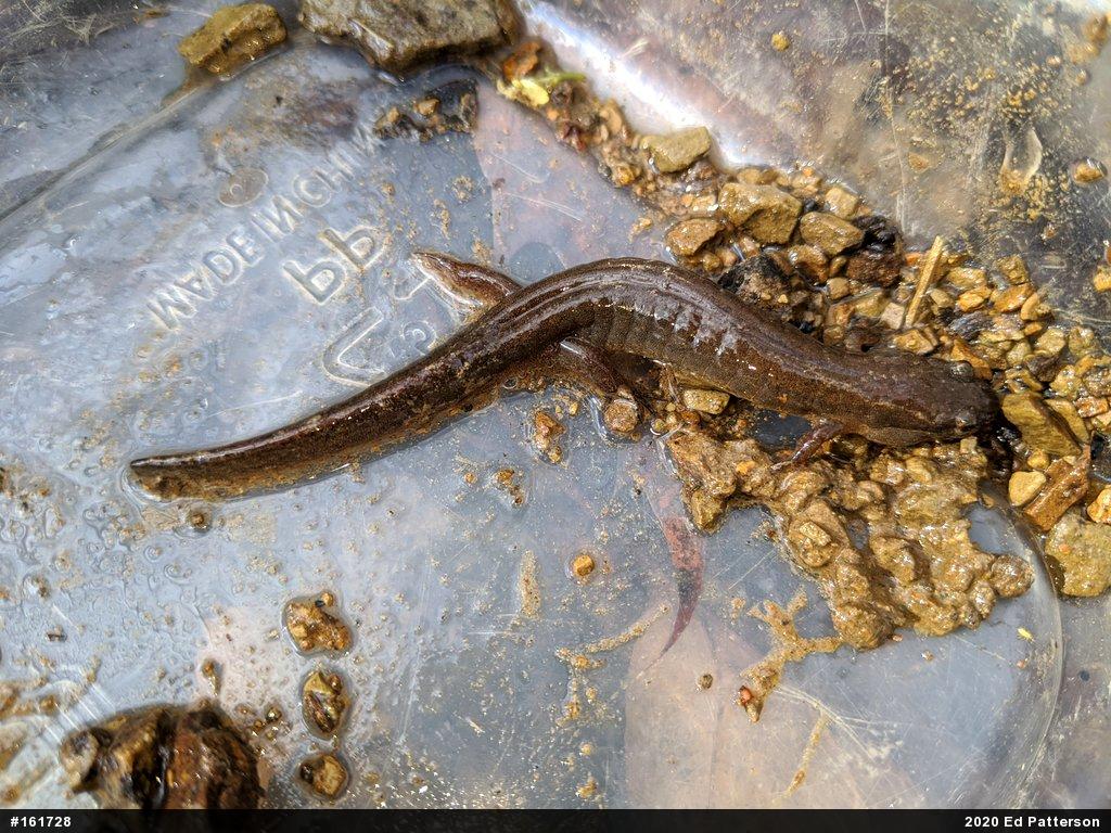 Northern Dusky Salamander