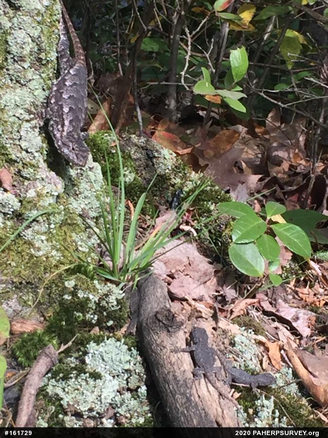 Eastern Fence Lizard