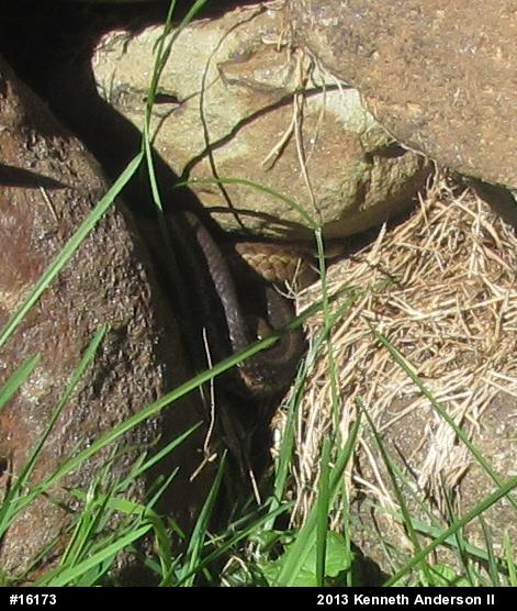 Eastern Gartersnake